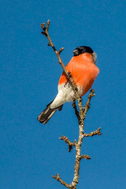 Bullfinch