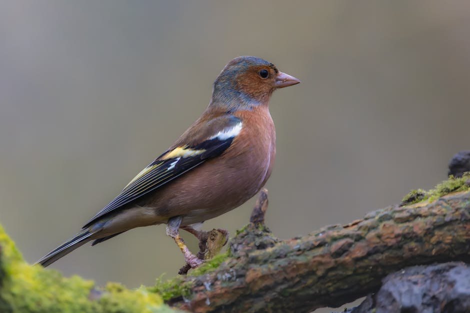 Chaffinch