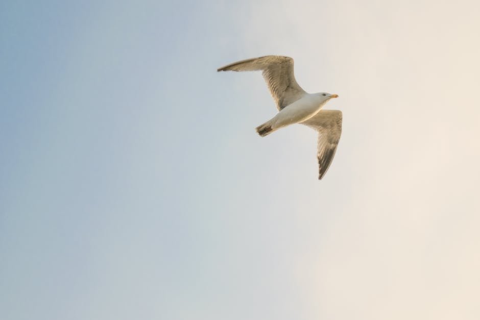 Seagull