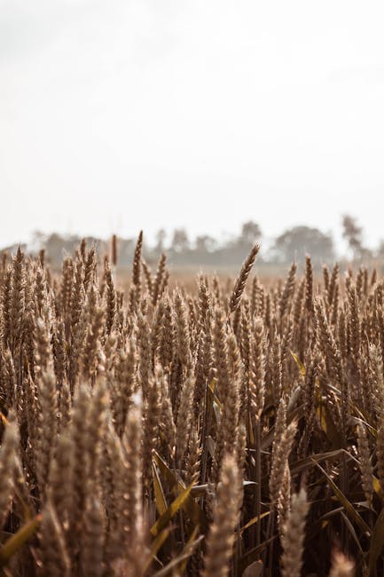 Barley