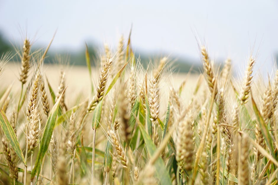 Grain