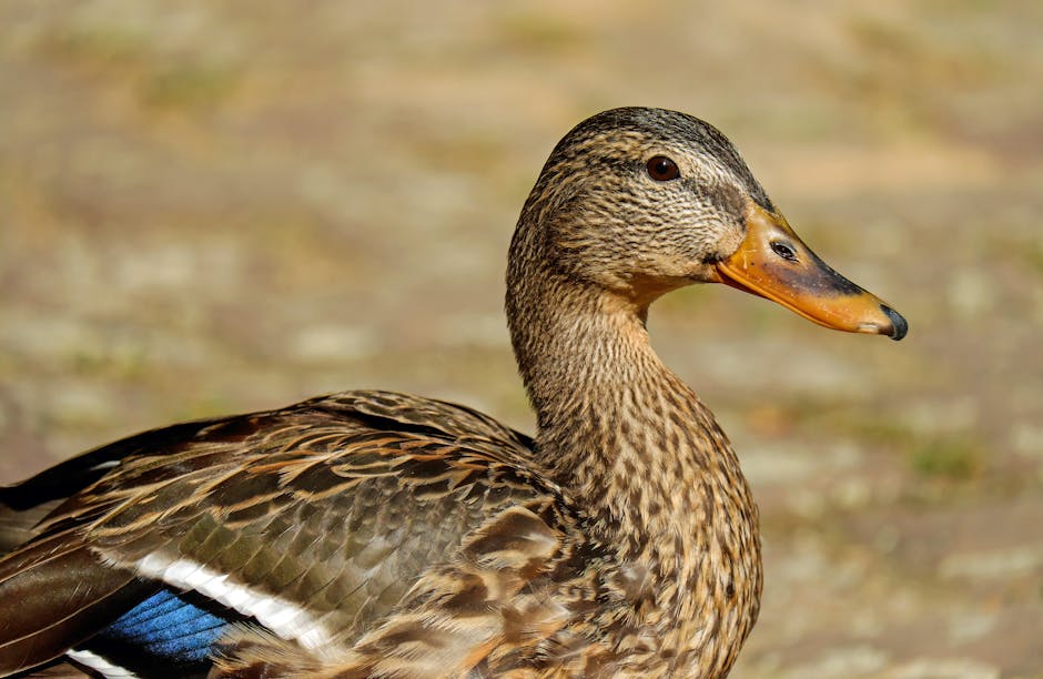 Duck