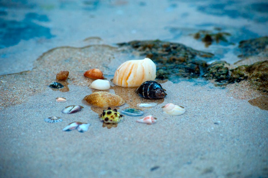 Shell