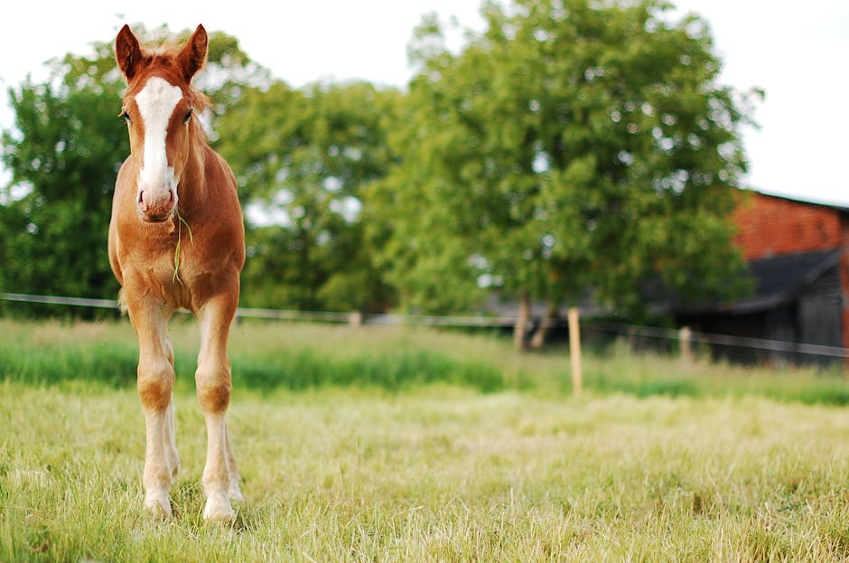 Pony