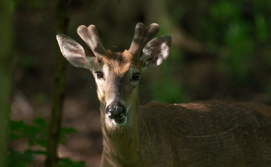 Venison