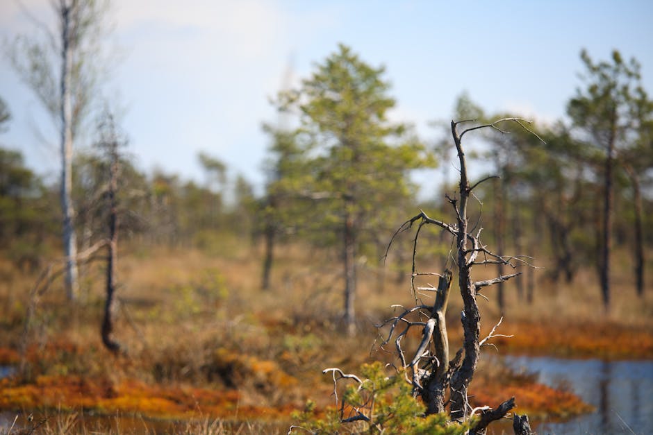 Swamp