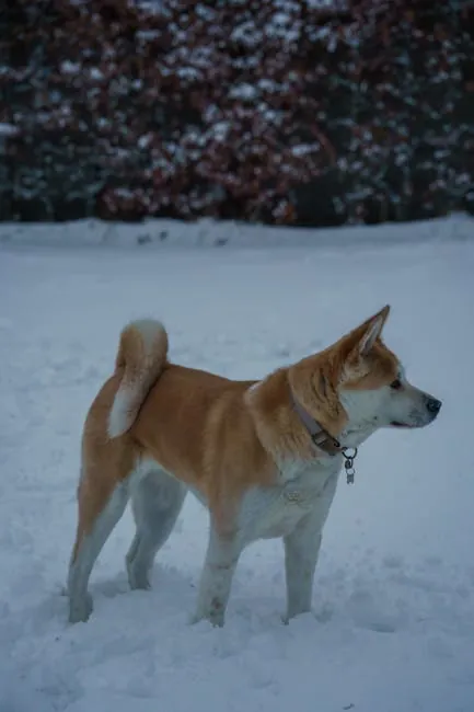 Kakunodate: Samurai streets lined with late-bloom cherry trees