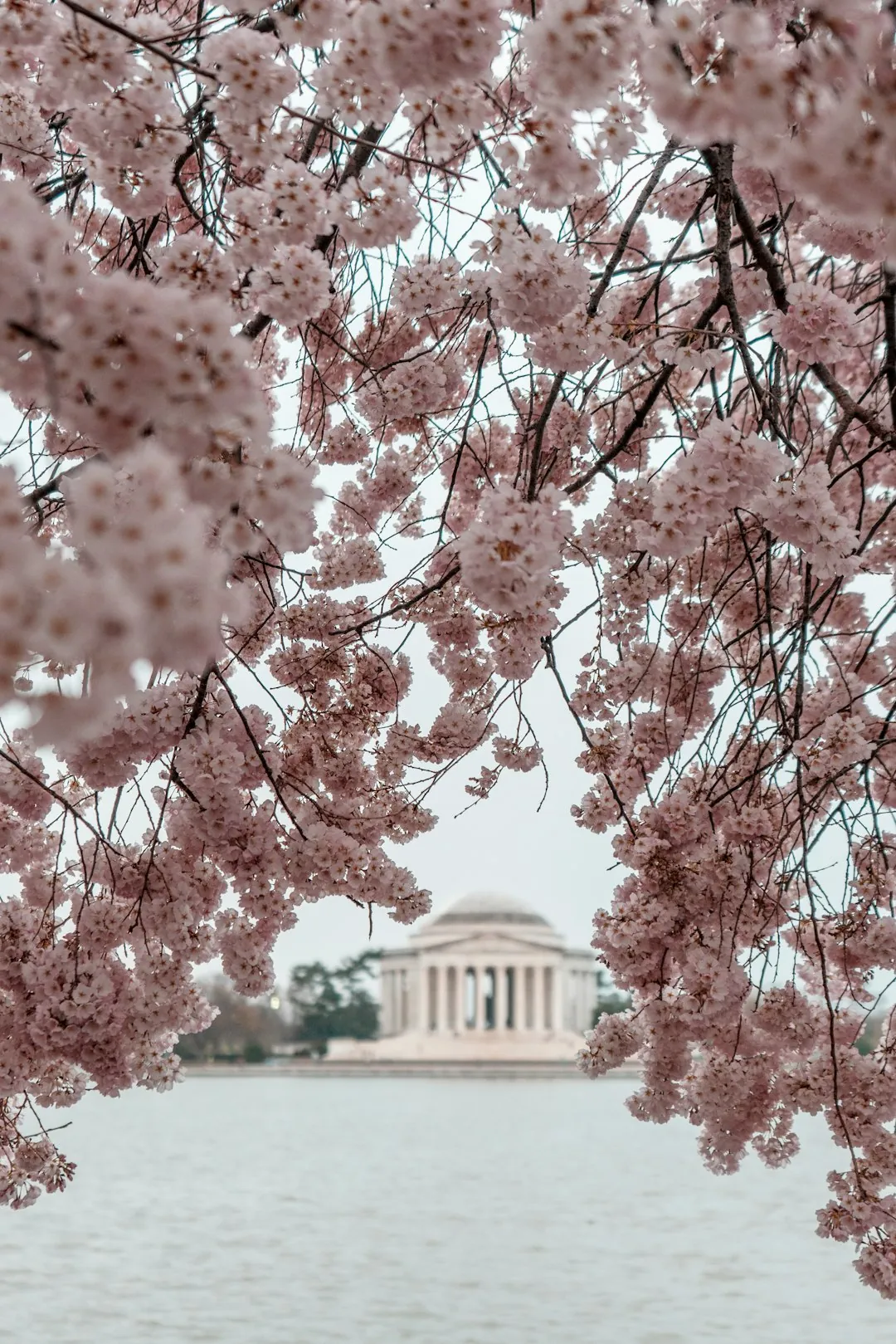 Tidal Basin at Jefferson Memorial: classic spring view