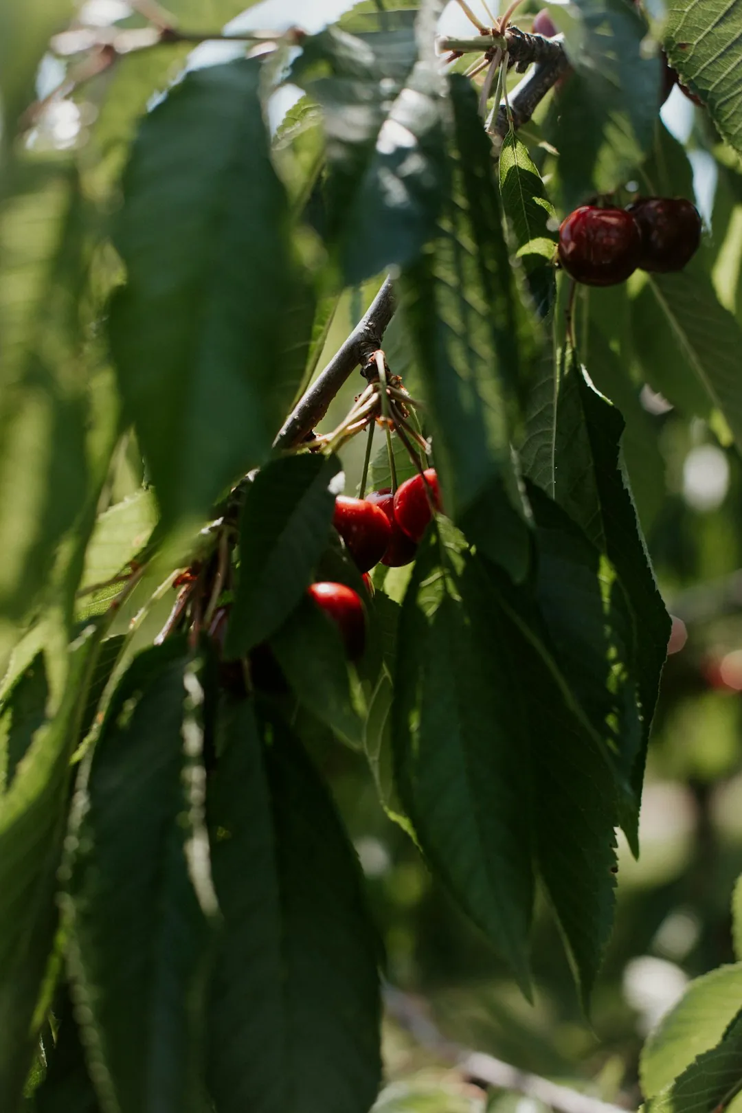 United States Botanic Garden seasonal cherry displays