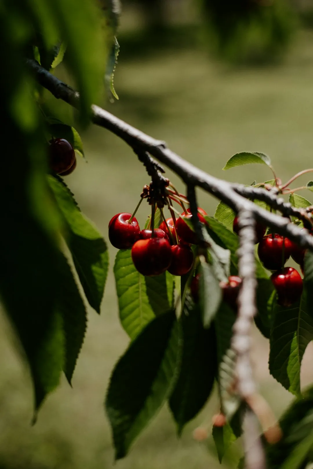 United States National Arboretum: varied cherry collections