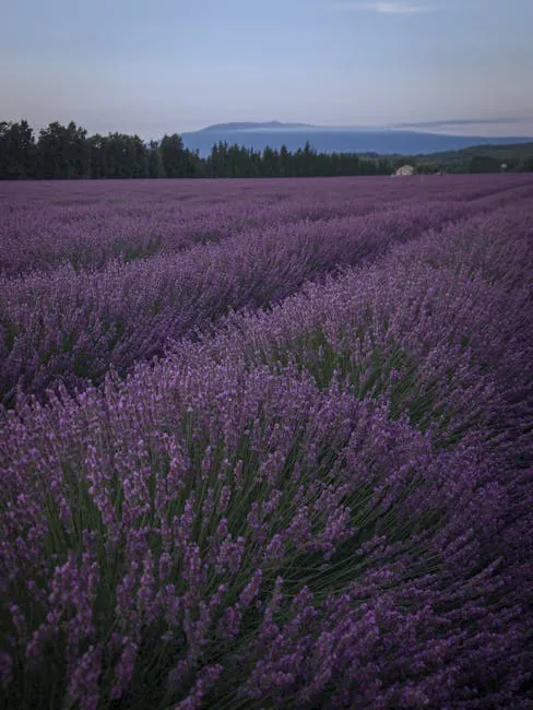 Bonnieux lavender lanes and hilltop views