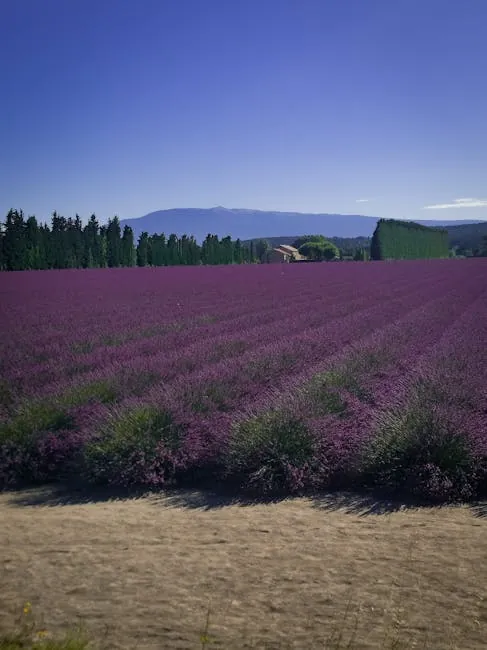 Mont Ventoux lavender viewpoints from Bedoin road