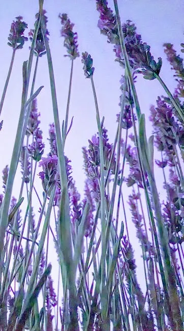 Sault lavender fields with Mont Ventoux backdrop