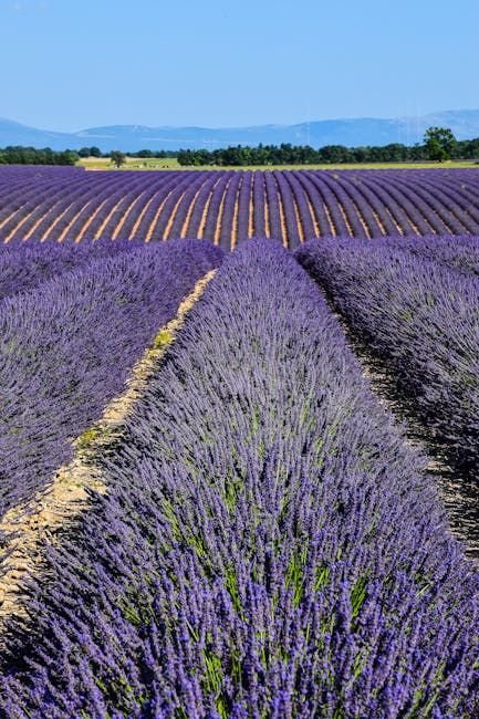 Sunrise over Plateau de Valensole lavender rows