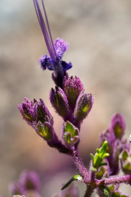 Traditional lavender distillation at Ferrassières farms